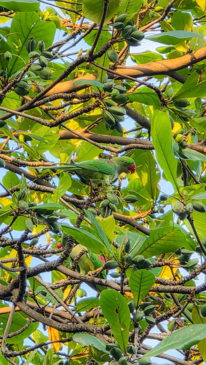 ItsPrinceProdip's tweet photo. চন্দনা টিয়া পাখি

📍 DRMC
📸 s25 Ultra https://t.co/PnHb7T4GPm
