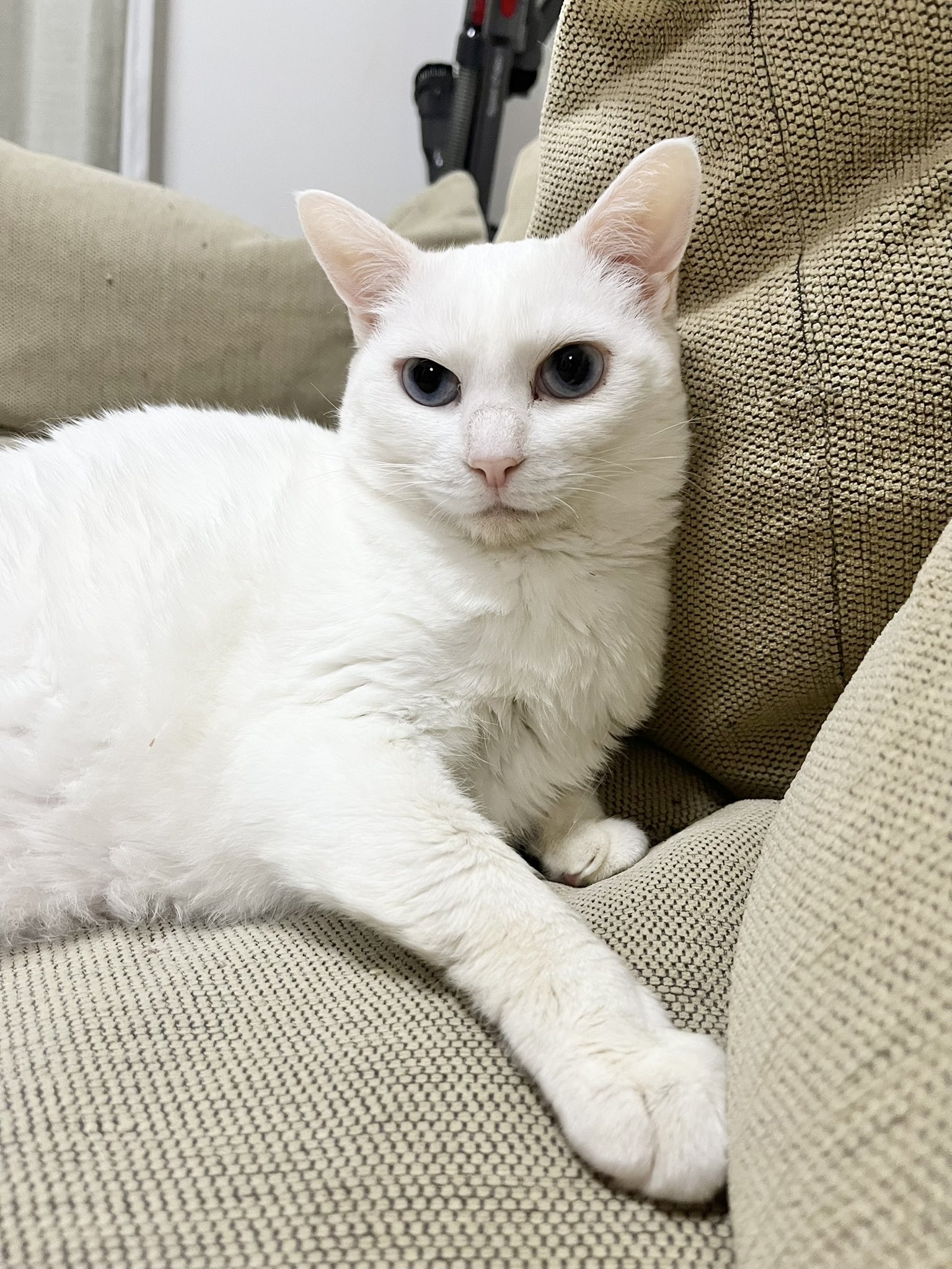 桜風味🐱猫ファースト on X: 