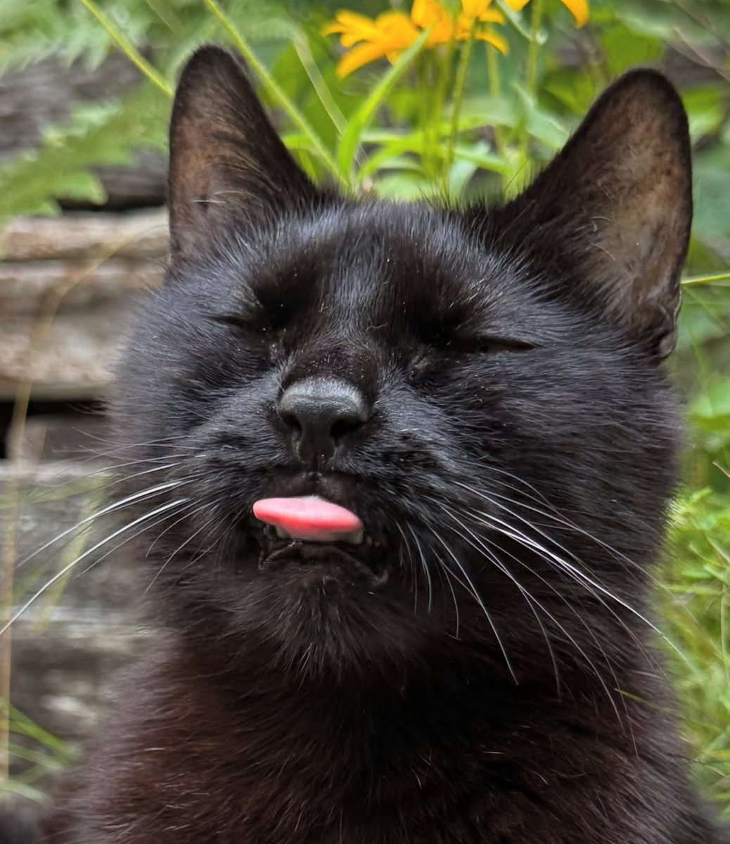 Black cats are not bad luck (@visualscat) on Twitter photo 