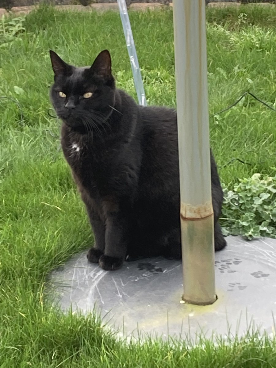 🌈🌈✨Angel Magic ✨🐈‍⬛ Panfur tweet media