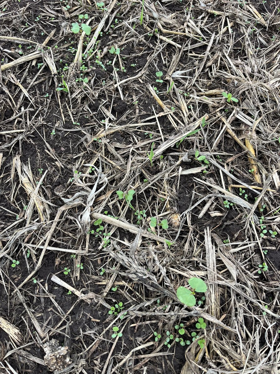 Pumpkins and sweet corn pay for the diesel, but it’s everything in between and below these crops that make the system productive. Carbon, soil microbes, and species diversity are the real drivers of upside here.