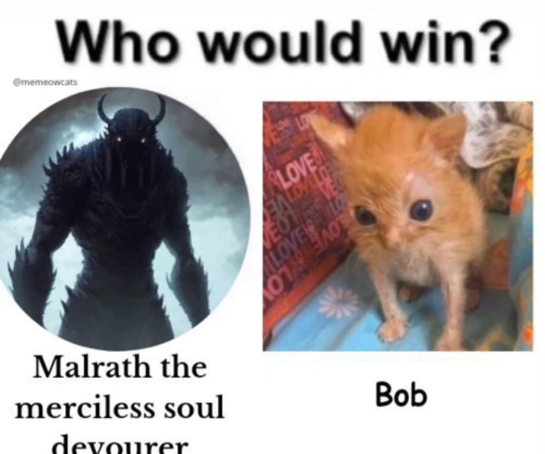 smol silly cat tweet media