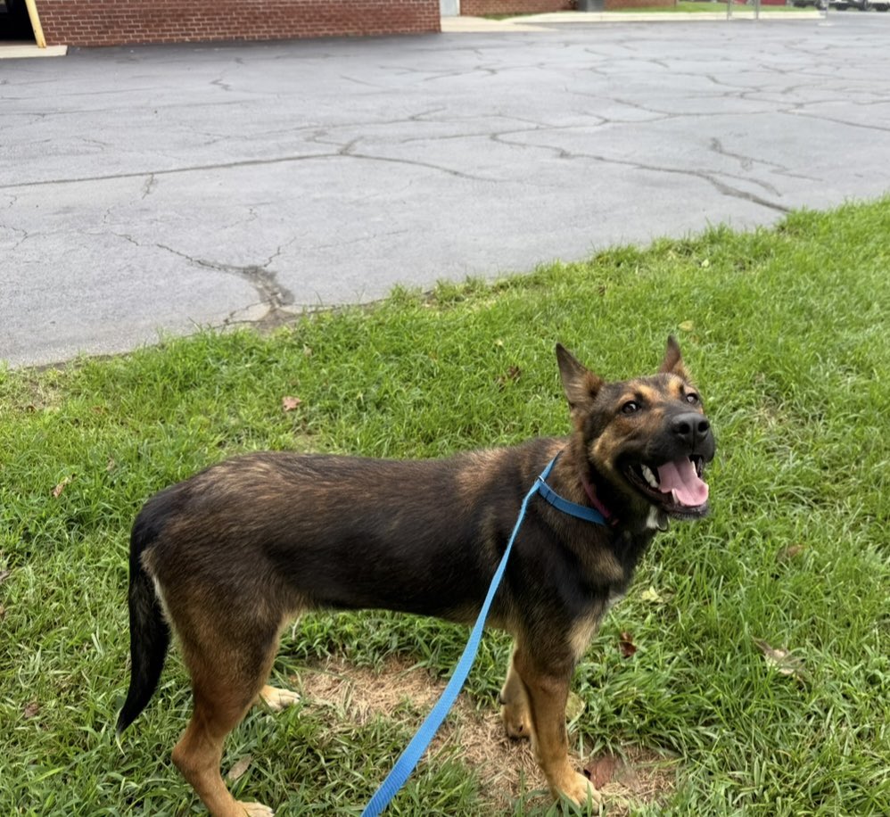 LolaPatolla's tweet photo. Pals!!!
Our vet sent us a video of this baby being thrown out of a vehicle &amp; abandoned.
They asked us for help finding her a new home w/people who aren’t jerks.
Sugar is about 7 mths old &amp; friendly.
Midwest/east coast transport available! https://t.co/a4FWd1lhQk