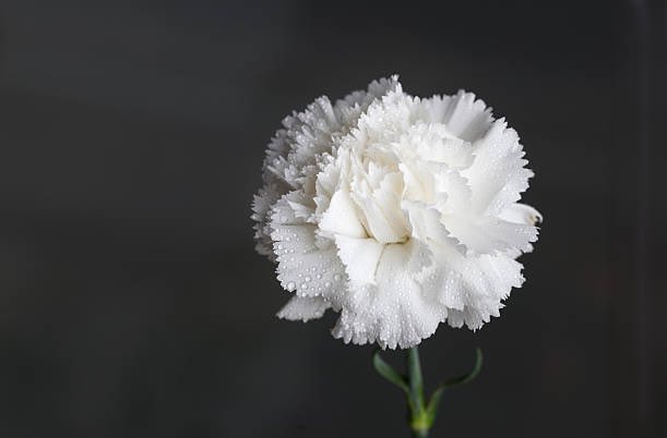 🕊 Fa 8 anys dels atemptats de #Barcelona i #Cambrils.  

💐La victimització és &gt; del que va considerar el M. de l’Interior i la sentència. Queda molt per fer un bon tracte a víctimes (totes), familiars i amics en casos de terrorisme gihadista. 

Sempre en el pensament  🤍
#17A