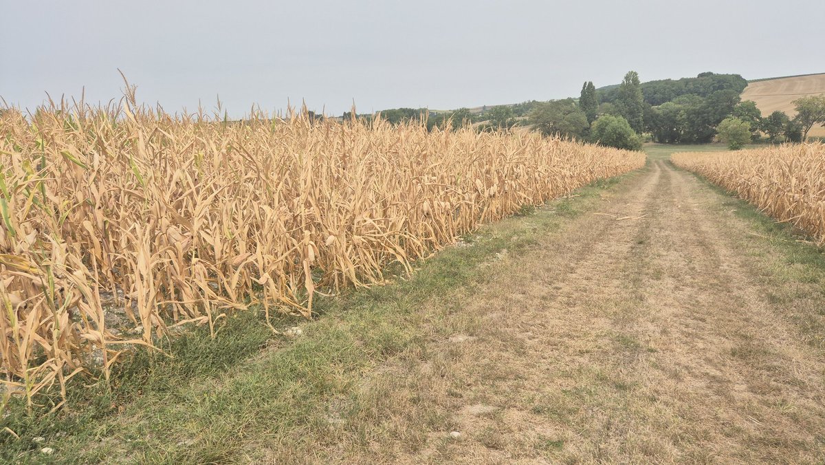 Bonne nouvelle, les frais de séchage devraient être faible voir cassiement nul...
