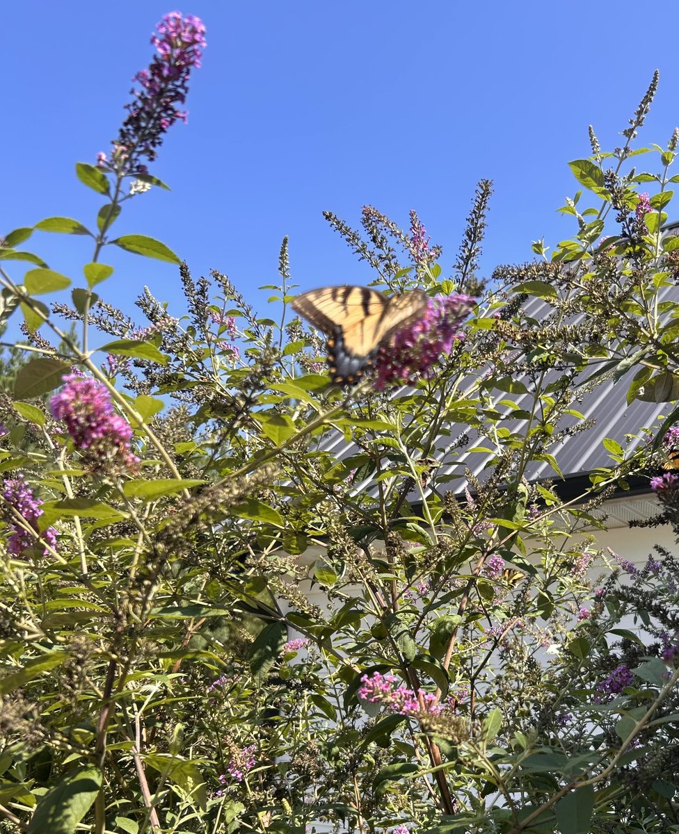 NetZ108's tweet photo. With weather like this nature is always in abundance here outside the studio. Have a great Sunday and make sure to spread the word about the Intwrnet’s #1 Hit Music Station #Z108 

https://t.co/74qNpIFast

. 💦😎
#Z108 #SummerFun #PoolPartyPlaylist #WorkdaySoundtrack #GoodVibes https://t.co/BbEbYVBlGd
