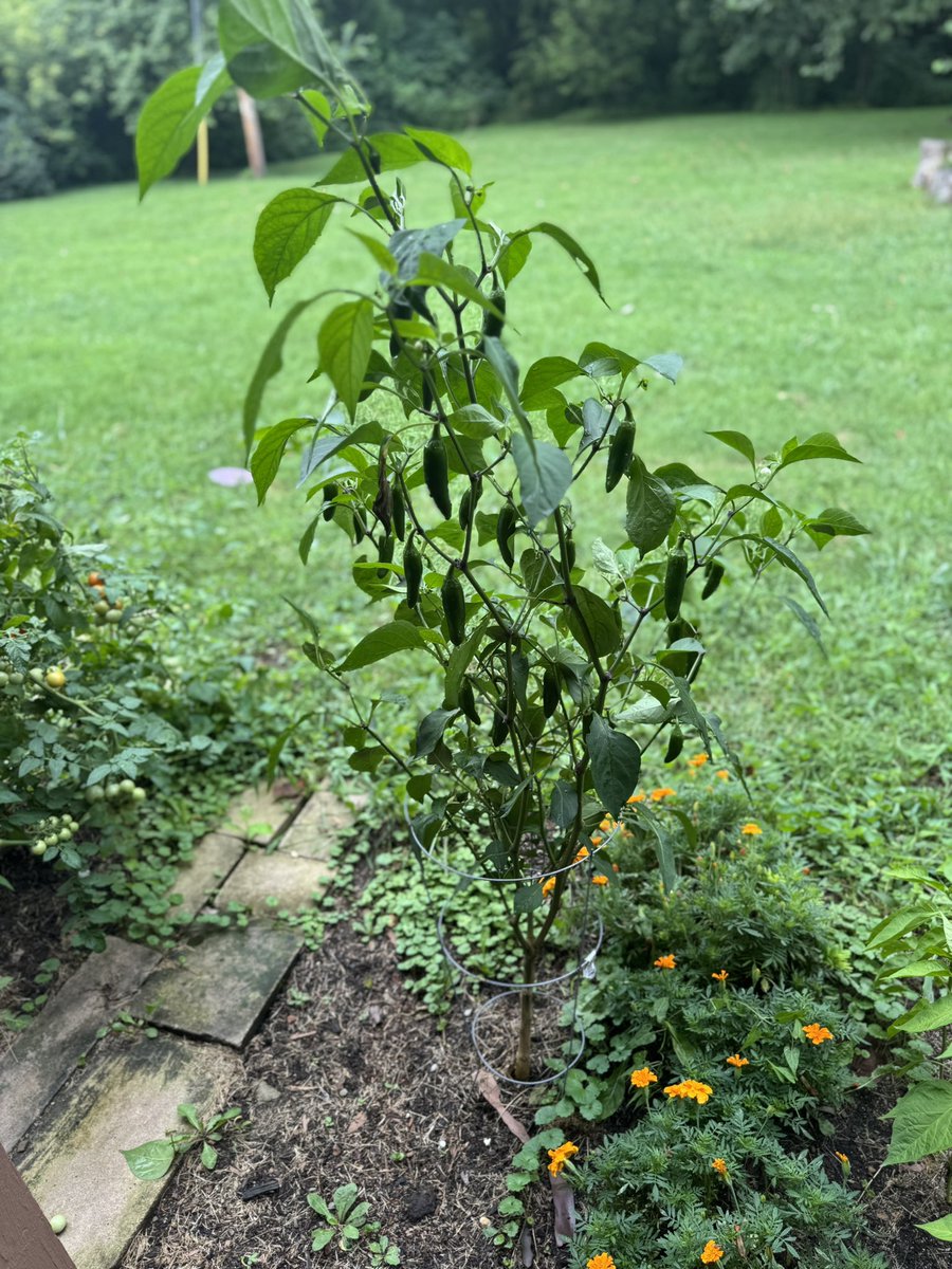Garden update! We are in the full swing of things. I have already harvest and ate so many and made salsa out of others yet more and more are coming. Glad to see it work so well!! Will be good for another month from buying these from the store!