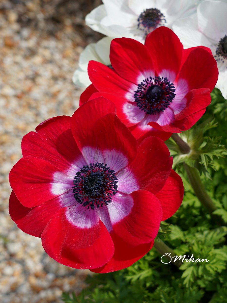 今日から仕事再開💛

おはようございます💙
長く休んだことで身体も重い🥀
猛暑が復活したことも気が重いですね🥵
熱中症の後遺症も怖いようです💦

皆さまが素敵な一日になりますように🥰🫶