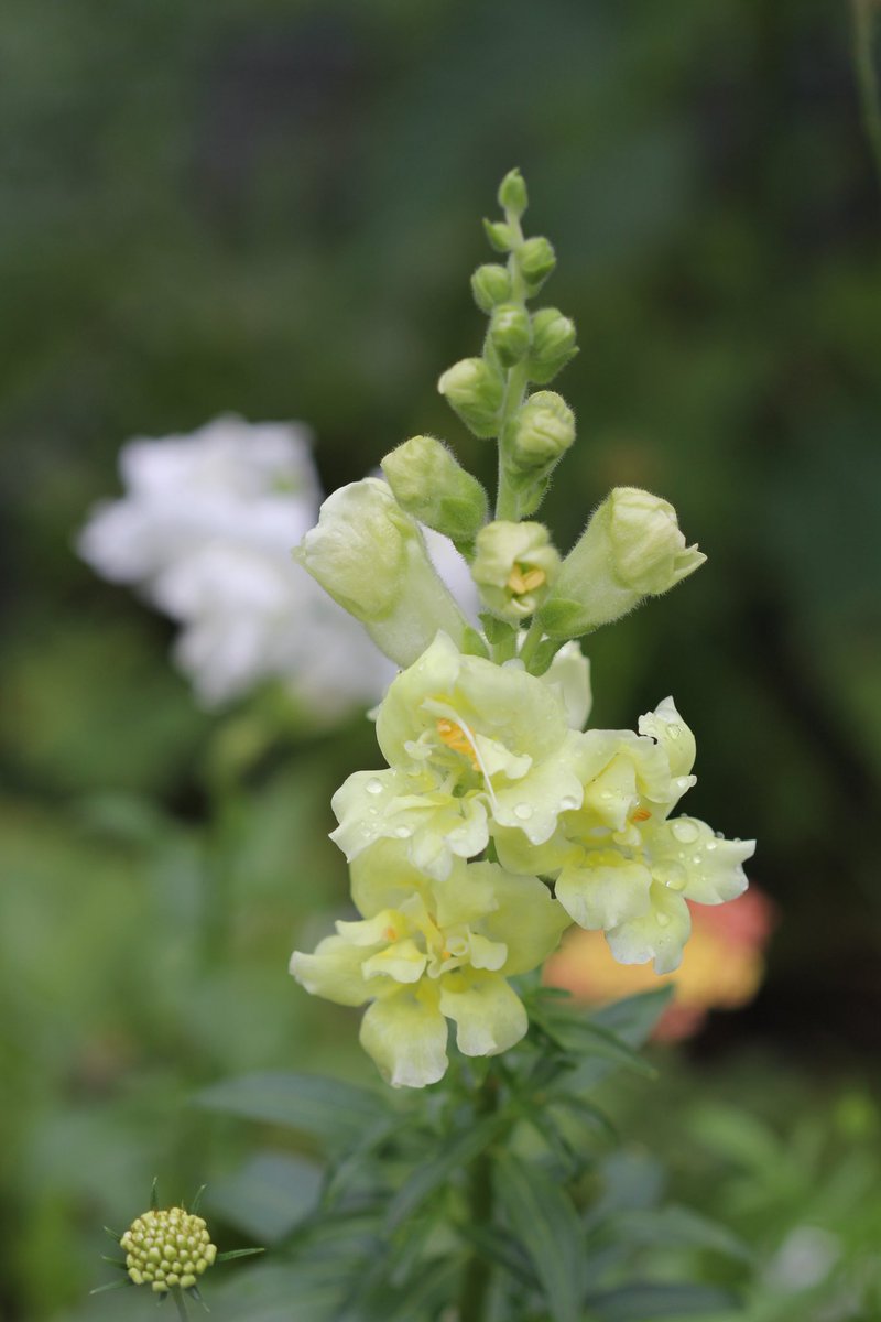 #Snapdragon for #SundayYellow