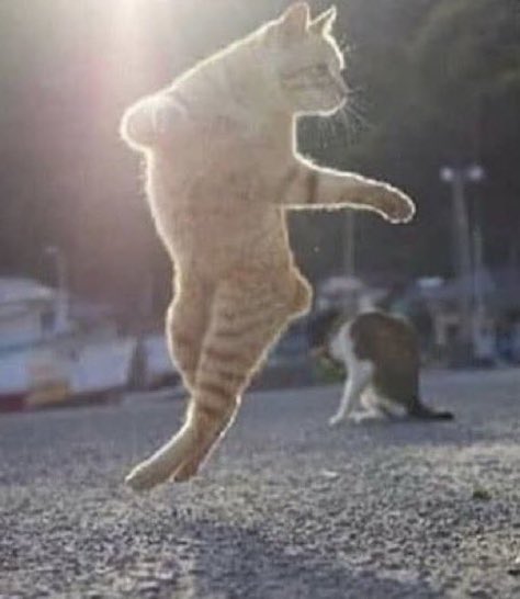 Rice Corner                             Calafiori header