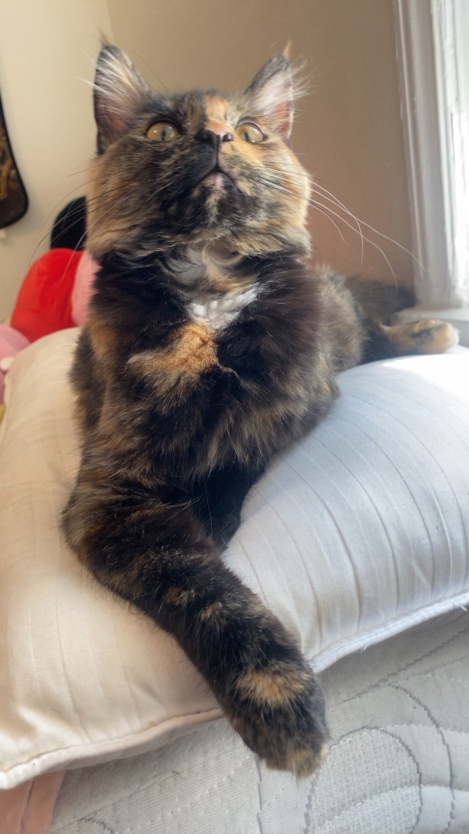Lizzugzug's tweet photo. The kitty https://t.co/GKoPBuII1K