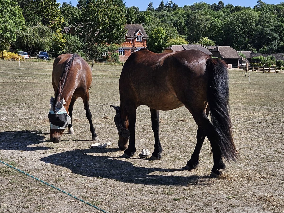 Kmbrow's tweet photo. Beautiful Fun Day @manechance. Many thanks to all the staff, volunteers and @springmeister. Always so well organised and welcoming. @clareb19 https://t.co/AS50V1DDwR