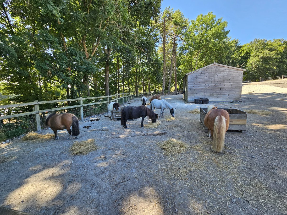 Kmbrow's tweet photo. Beautiful Fun Day @manechance. Many thanks to all the staff, volunteers and @springmeister. Always so well organised and welcoming. @clareb19 https://t.co/AS50V1DDwR