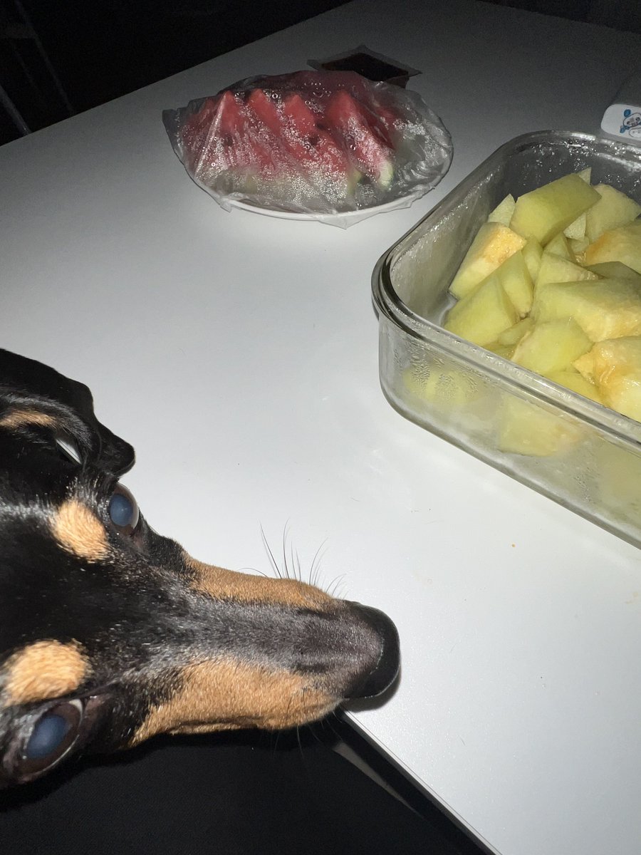 나 어둠속에서 몰래 메론 먹방 하려는데
과일에 미친견
뚜껑 여는 소리 나자마자 안방에서 자다 말고 나옴