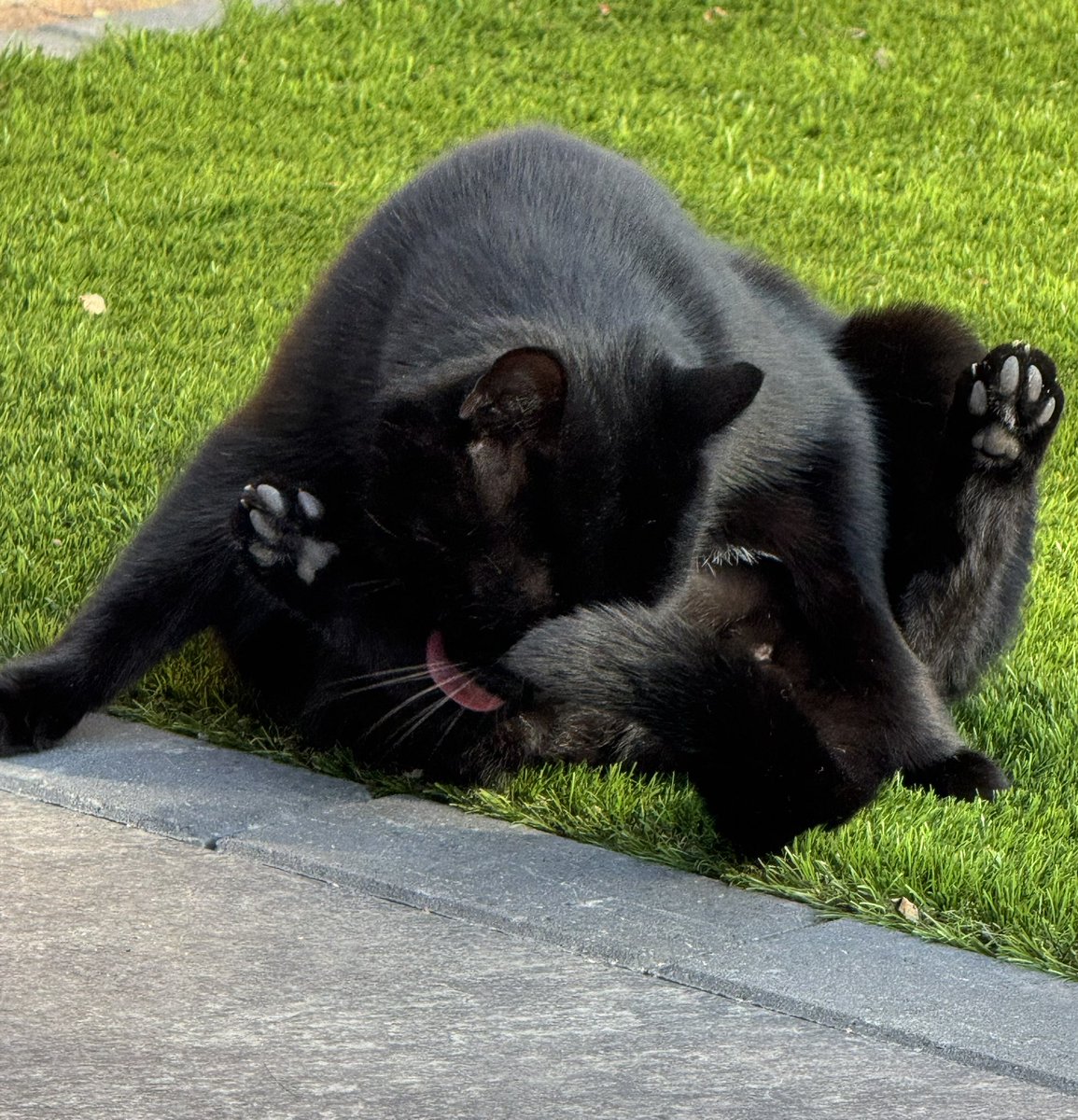 Me: Hey Oscar, what you up to?
Oscar: Licking my arsehole, you?
Me: Same