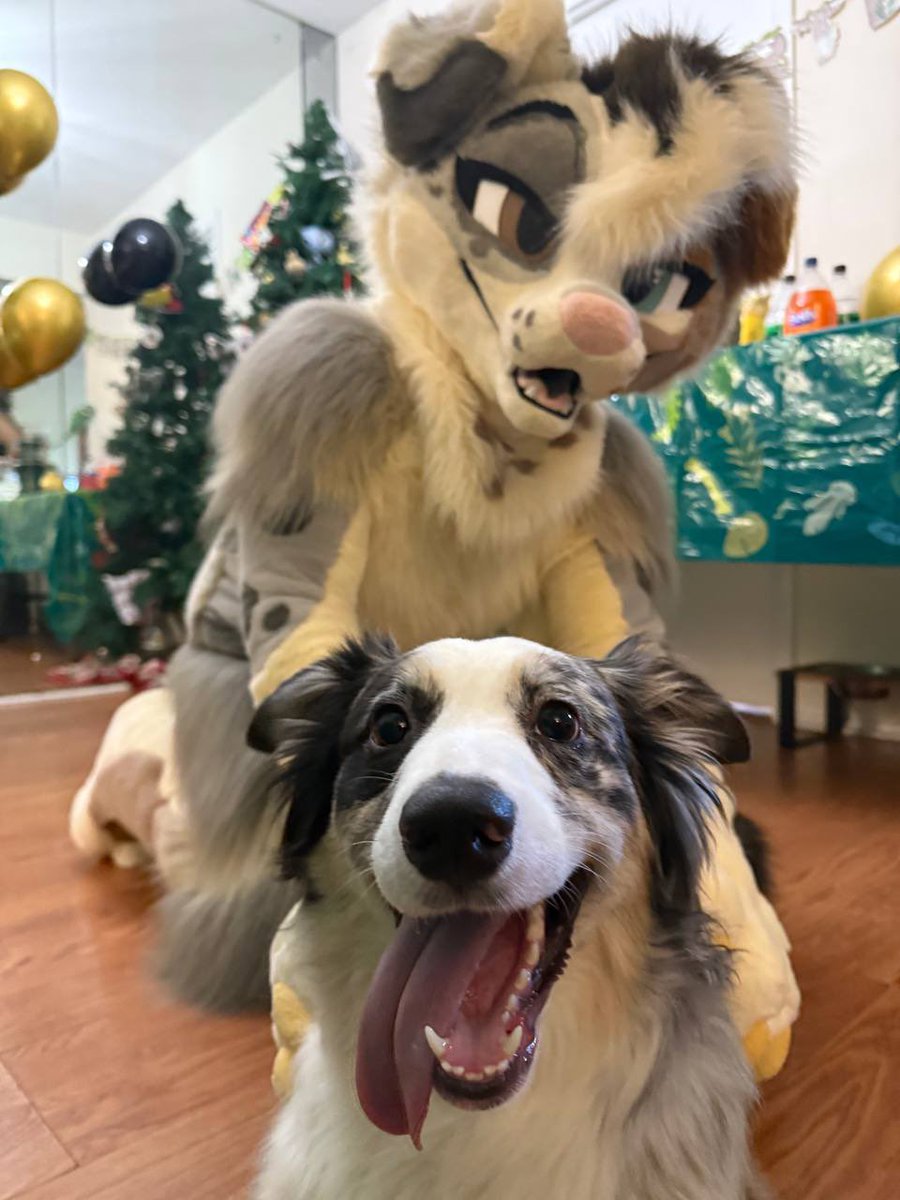 JinxTheAussie's tweet photo. This is Astoria! My Aussie IRL ! She saw the suit for the first time and I think she thinks I’m one of her😂 https://t.co/UpsMLKx5A2