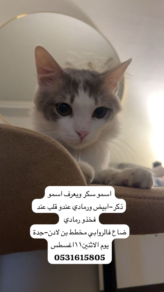 #مفقود #قطط #جده