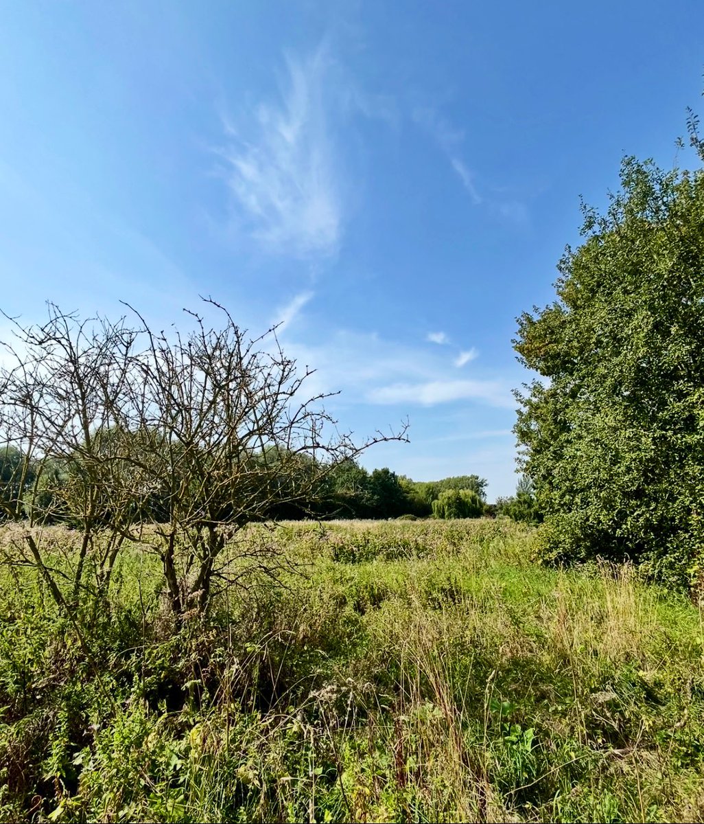 Sunny Sunday stroll. ☘️ #NatureTherapy