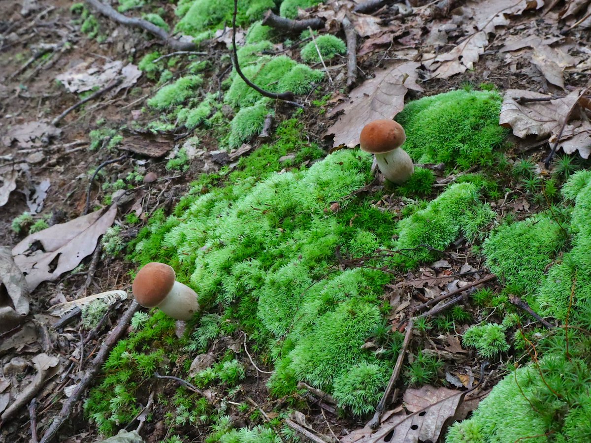 Friends of Wolf Trap National Park tweet media