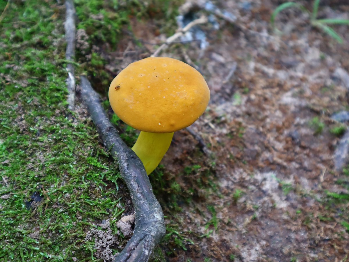 Friends of Wolf Trap National Park tweet media