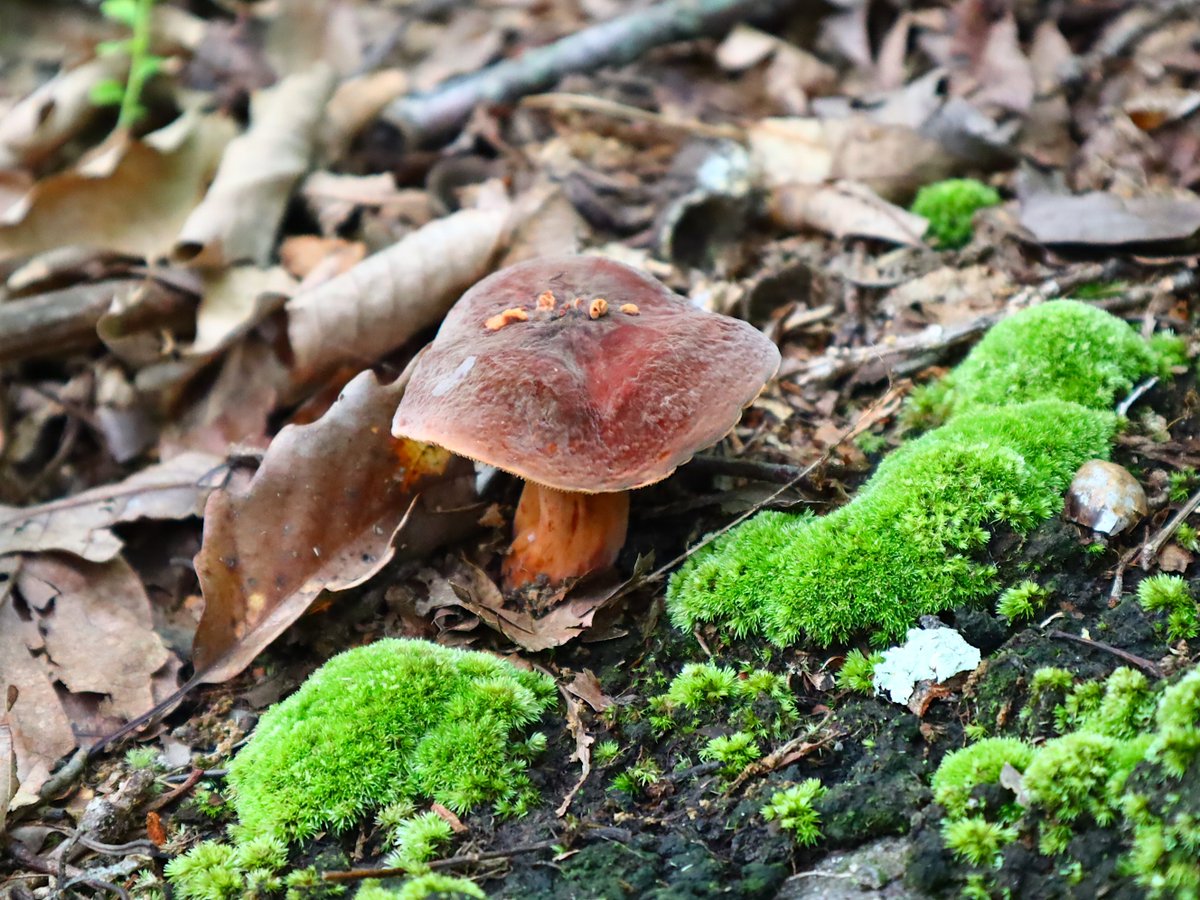 Friends of Wolf Trap National Park tweet media