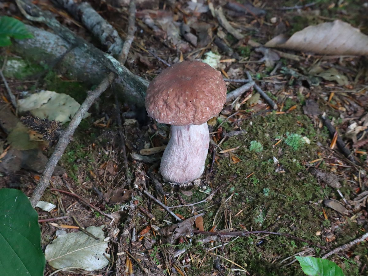 Friends of Wolf Trap National Park tweet media