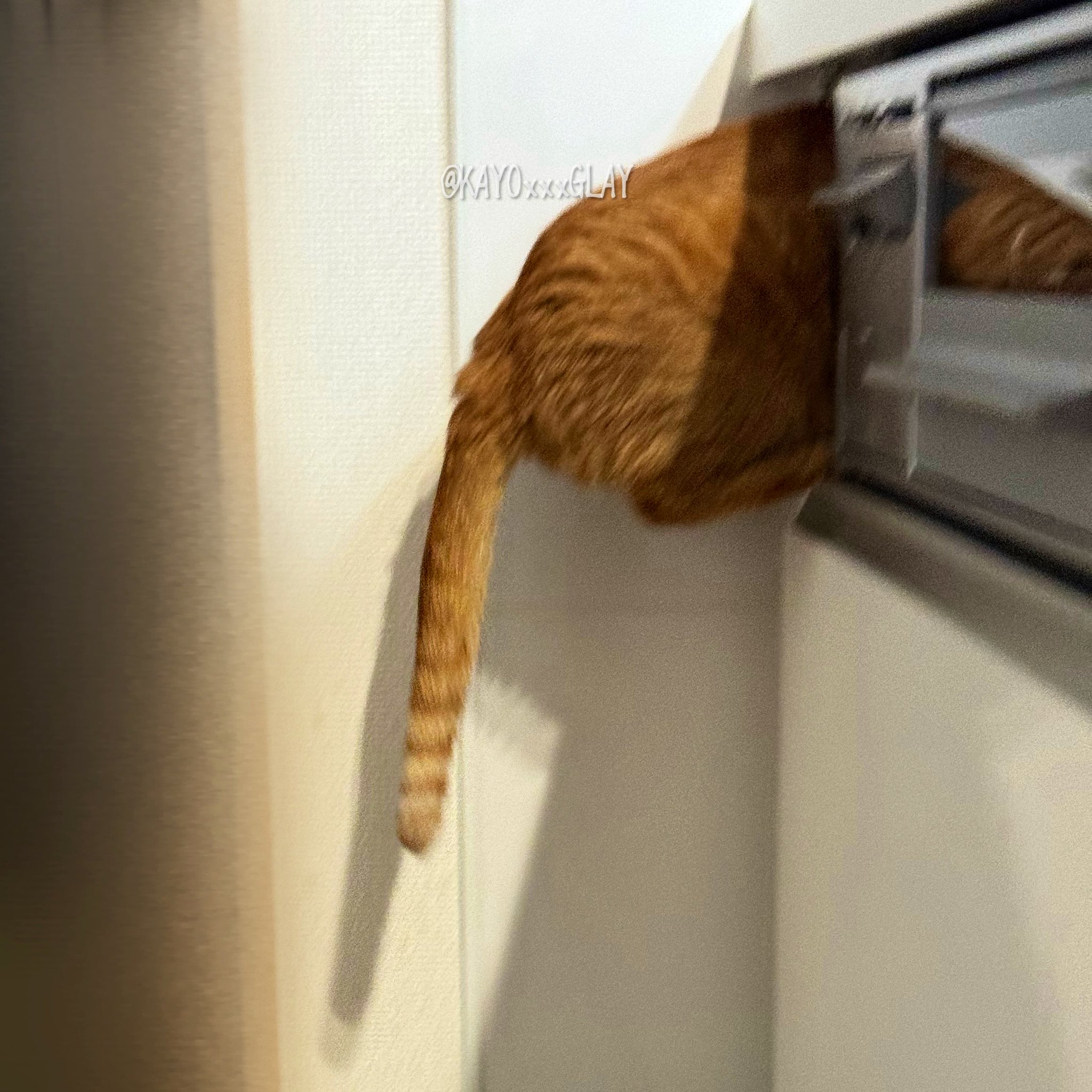 猫Ｋ　最終　値下げしました！ 61JVKnQqIMS._UF894,1000_QL80_.jpg