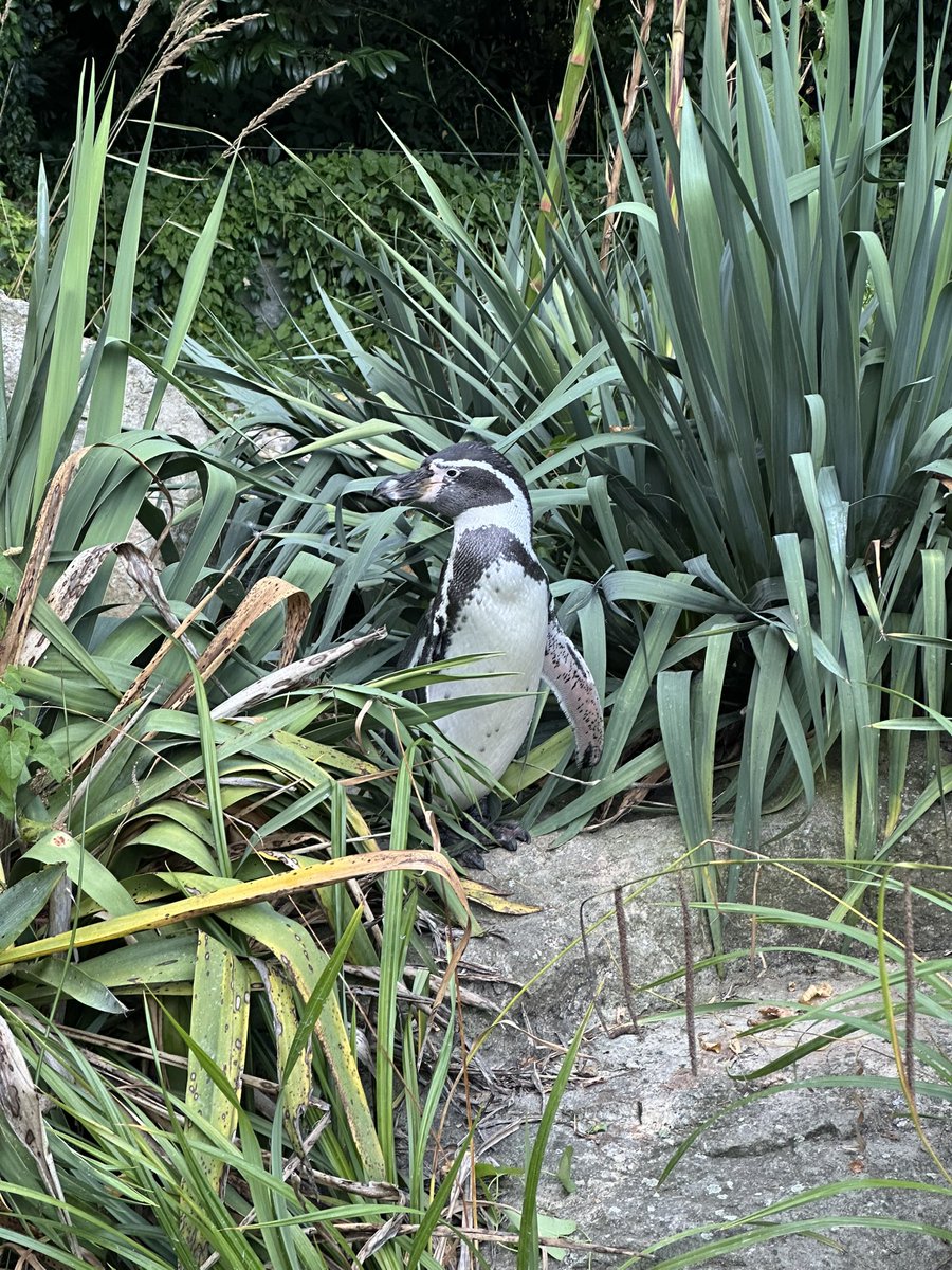 I went to touch grass but all I saw were penguins