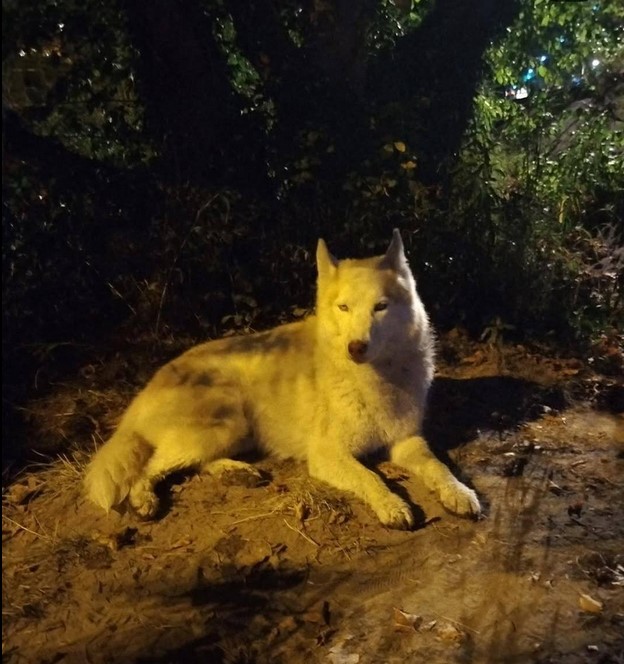 JeanAntoine_A's tweet photo. ➡️➡️ https://t.co/1OI8fUXVk5
Info @leprogreslyon.  Un husky, a été pris en charge par la fourrière  sur la place Maréchal-Lyautey, à Lyon. Un passant lui aurait asséné de violents  coups de pied, en présence de témoins. Le chien a ensuite été ramené  chez lui, avant de faire une crise et de mourir.