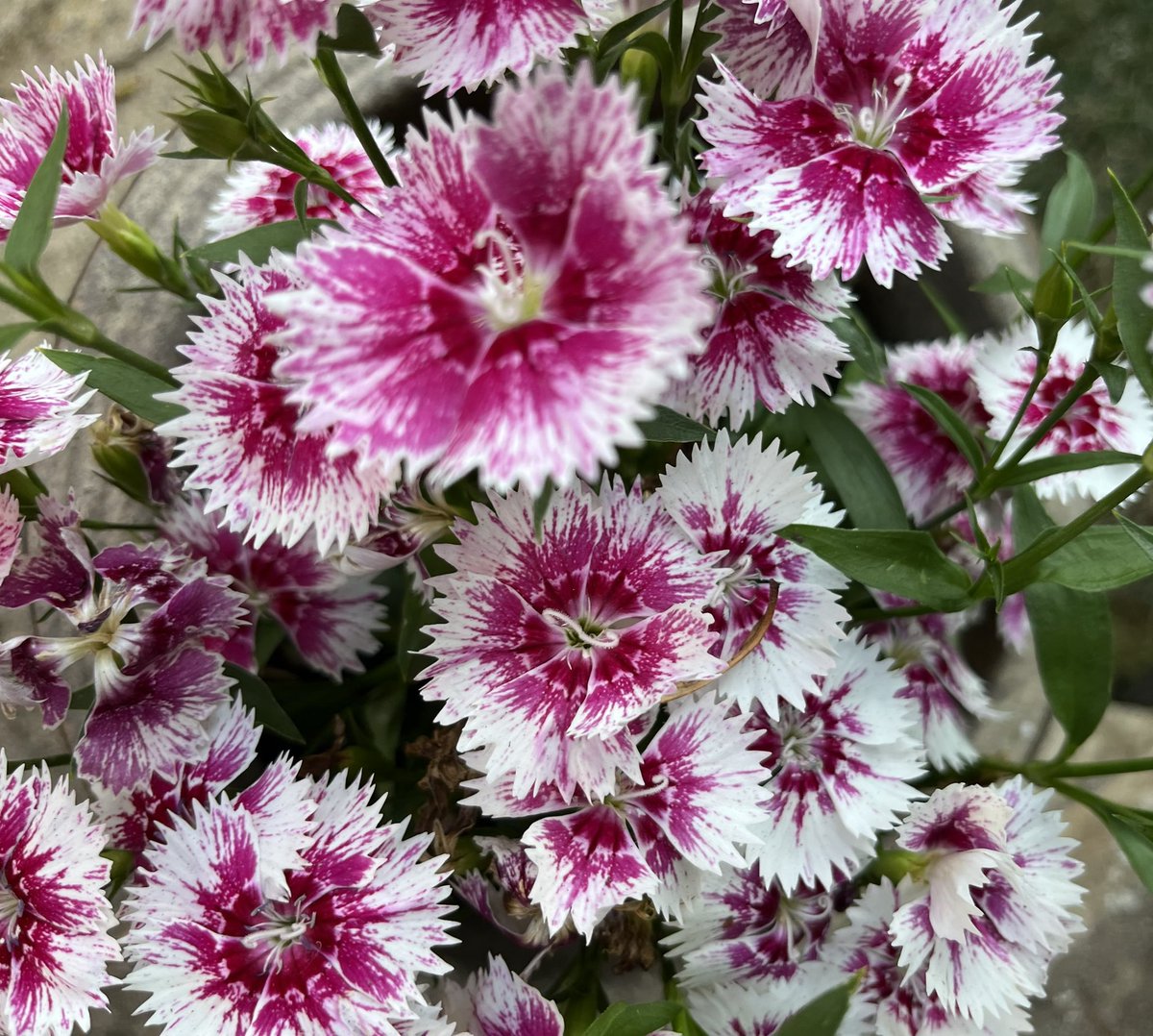elaineahpmh's tweet photo. #AHPsActive was all about gardening for me today https://t.co/zAWoYUEfKt