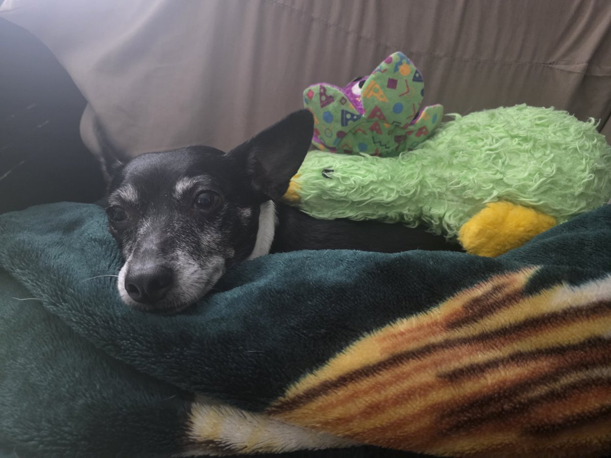 Do we spoil my dog too much? 

Literally made him a nest out of my blanket.