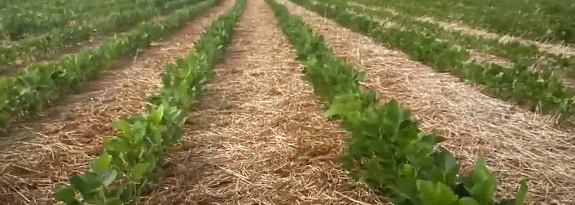 dmskis's tweet photo. Good farming is only one aspect of regenerative agriculture. It's life being rewoven. Farms that restore the planet, one root system at a time, are divine. Book “Dare to Evolve”. #InnerChangeOuterImpact #RegenerativeLiving #soilregeneration #DareToEvolve #WeAreOne https://t.co/YMYa3KmdPb