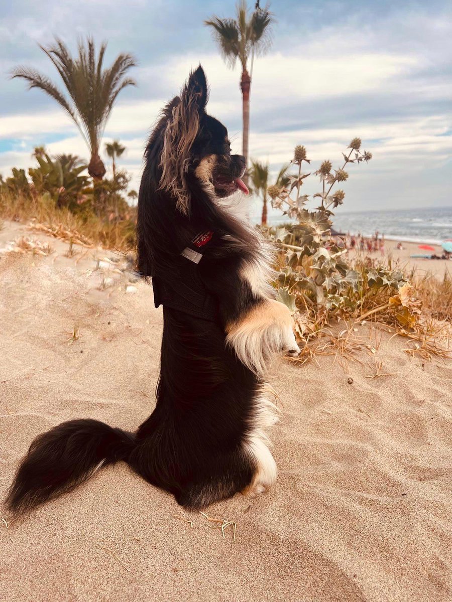 Antonio Banderas tweet media