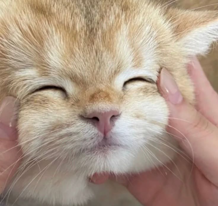 แมวจิ๋วถึงไทยแล้วพักผ่อนเย้ออนะคับ 😽♡

#NuNew <a href="/CwrNew/">NuNew</a>
