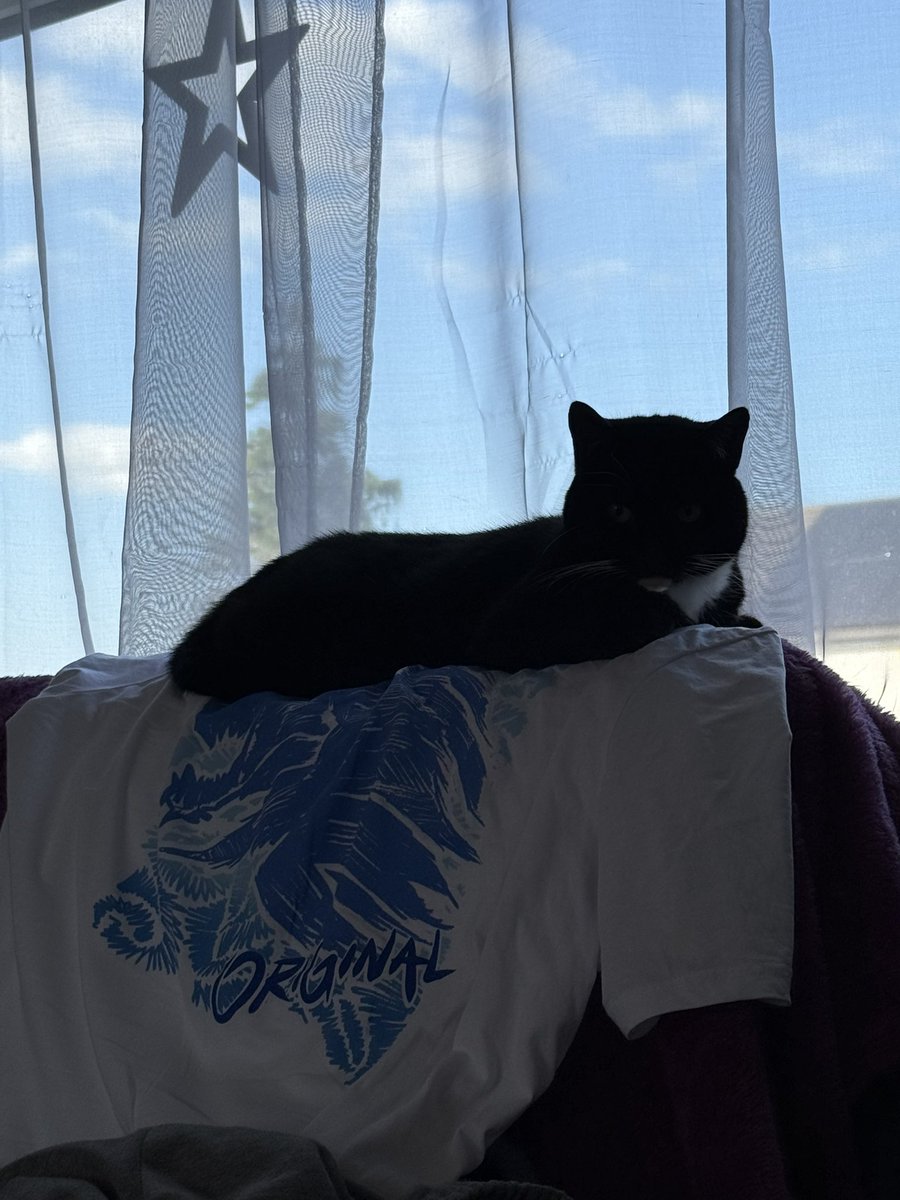 LiamAnotherOne's tweet photo. Cat even loves the summer vibes @SyndicateOG @Syndicate https://t.co/sh9e0perWr