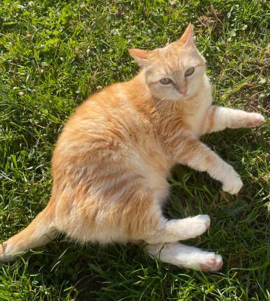 MissingTarn81's tweet photo. 17.08.25 Perdue chatte roux/blanc à Cahuzac sur Vère (Planolles). "Câline". Blessée à une patte arrière. Contact : https://t.co/dcbZFZEu3T #Tarn #chat https://t.co/luv434TZxd