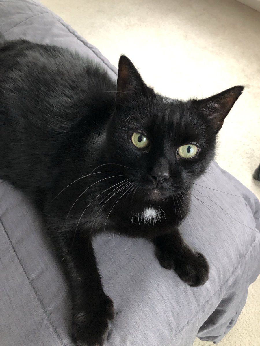 devon_r_rivard's tweet image. Happy Black Cat Appreciation Day to my 15-year-old kitty, Puck!