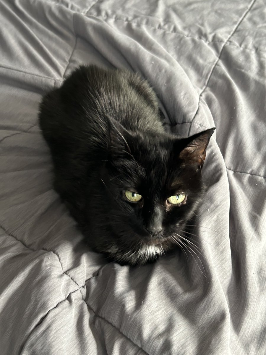 devon_r_rivard's tweet image. Happy Black Cat Appreciation Day to my 15-year-old kitty, Puck!