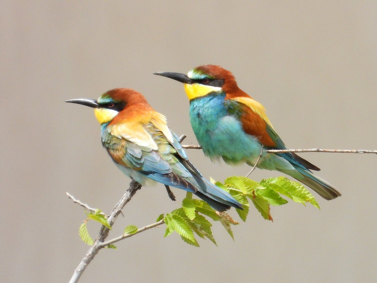 JuanjoDospunto0's tweet photo. Abejaruco europeo (Merops apiaster)
#abejaruco #meropidae #europeanbeeeater https://t.co/hUyGw1aFu6