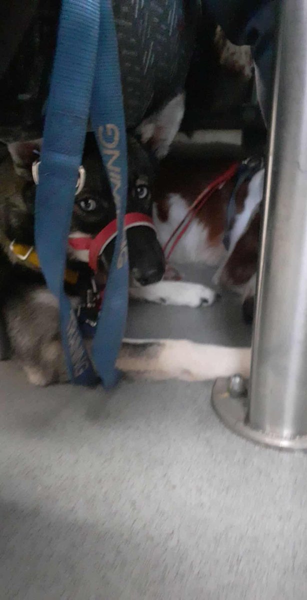 Sapphire tucking lovely out of the way on the train