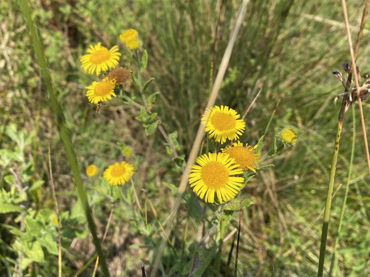 Common fleabane (Pulicaria dysenterica) near Fonthill Brook in Tisbury. Is a plant of damp meadows and riversides. Other names include frost-root, poor Robin’s plantain and seaside daisy. #WildflowerHour #daisyfamily #asteraceae ⁦<a href="/BSBIbotany/">BSBI: Botanical Society of Britain & Ireland</a>⁩ ⁦<a href="/wildflower_hour/">wildflowerhour</a>⁩