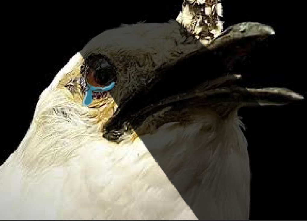 I was today years old when I learned about the White Bellbird...so I just...