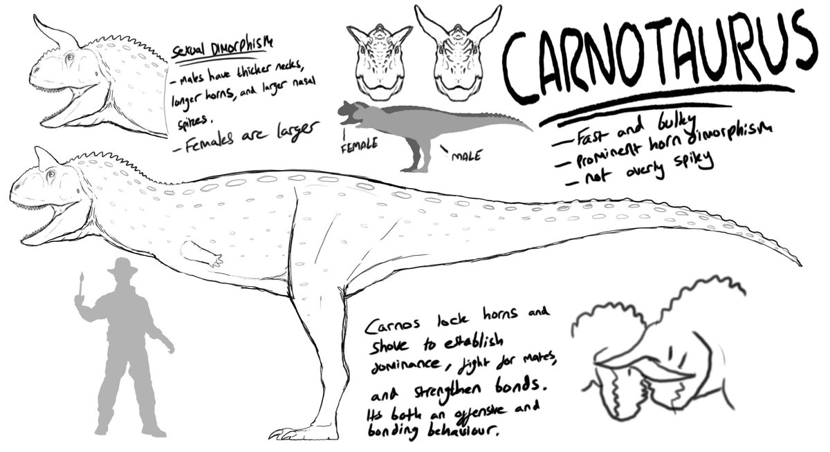 Paleonyx_Art's tweet photo. -Concept Art: Carnotaurus-

I gave my Carno some entirely speculative sexual dimorphism. The males have super long horns and thicker necks, while the females are overall much larger. No basis in reality or anything, I just thought it'd be cool

❤🔄 are very appreciated ^^ https://t.co/Bx7uyyHAF7