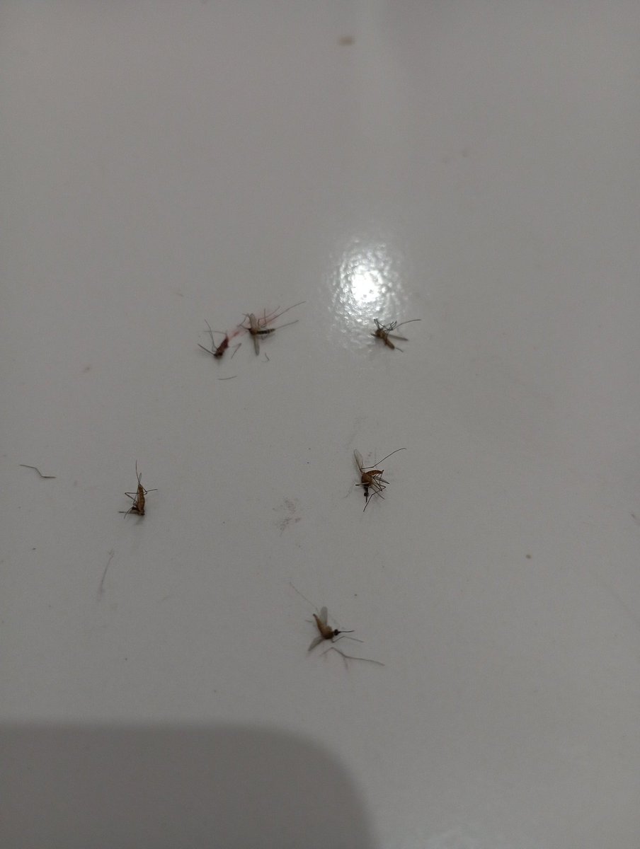 ahmad danial tweet media