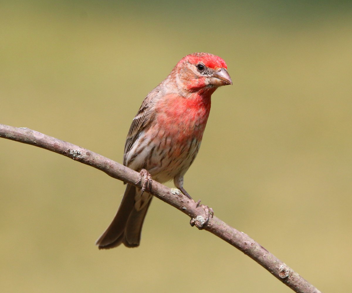 WildBirdYYC's tweet photo. π Fun Fact Friday π Did you know? π¦ House finches feed their chicks only plantsβno insects at all! π±β¨
πΈ Paul Crook.
#FunFactFriday #HouseFinch #BirdFacts #BackyardBirds #BirdWatching #BirdLovers #BirdPhotography #TheWildBirdStore #YYC #CalgaryBirds https://t.co/Jru2I9F7y7
