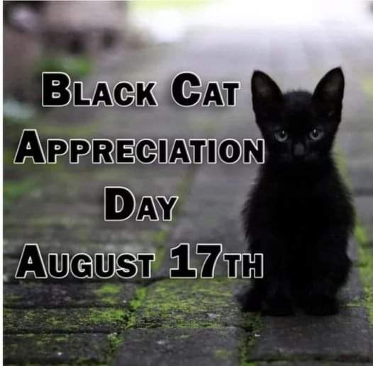 65Rebel1's tweet photo. Hug a black cat for luck. https://t.co/E9WkLYi8rE