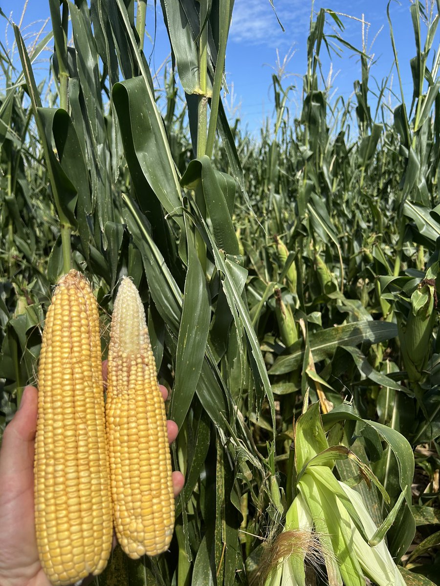 levisullivan's tweet image. Probably one of the best growing seasons moisture-wise that we’ve had since I started farming in 2009. Unfortunately the wind steals a rare but likely 200+ bu dryland crop. On the bright side, very thankful we don’t need to dig out the corn reel!