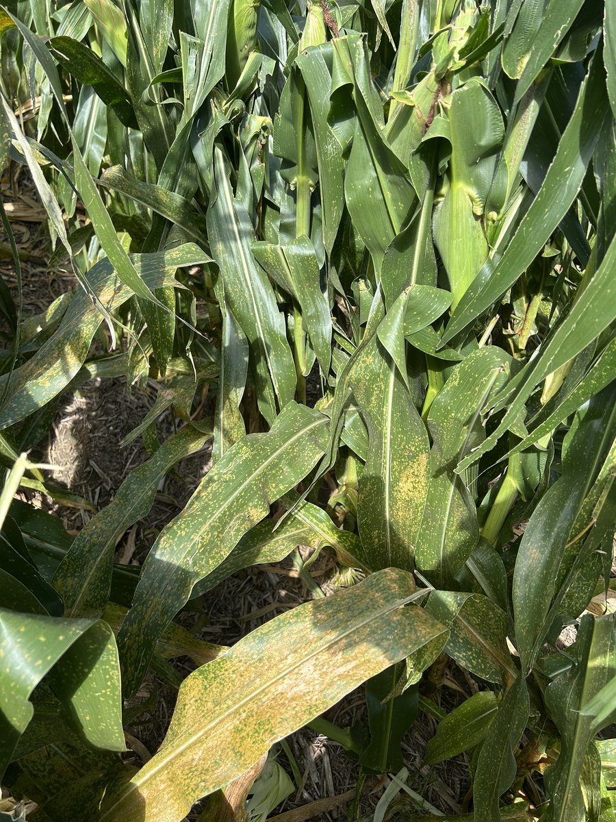 levisullivan's tweet image. Probably one of the best growing seasons moisture-wise that we’ve had since I started farming in 2009. Unfortunately the wind steals a rare but likely 200+ bu dryland crop. On the bright side, very thankful we don’t need to dig out the corn reel!