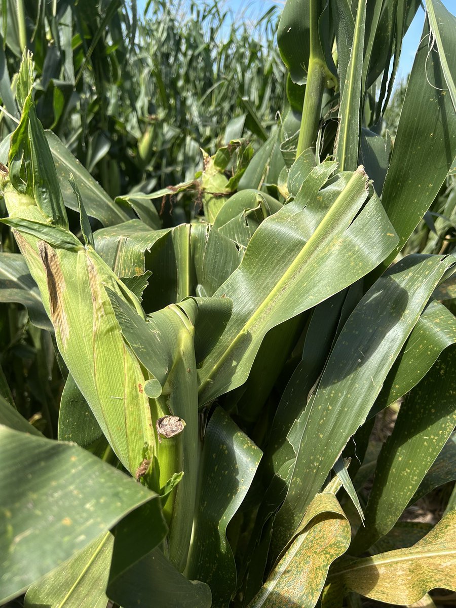 levisullivan's tweet image. Probably one of the best growing seasons moisture-wise that we’ve had since I started farming in 2009. Unfortunately the wind steals a rare but likely 200+ bu dryland crop. On the bright side, very thankful we don’t need to dig out the corn reel!