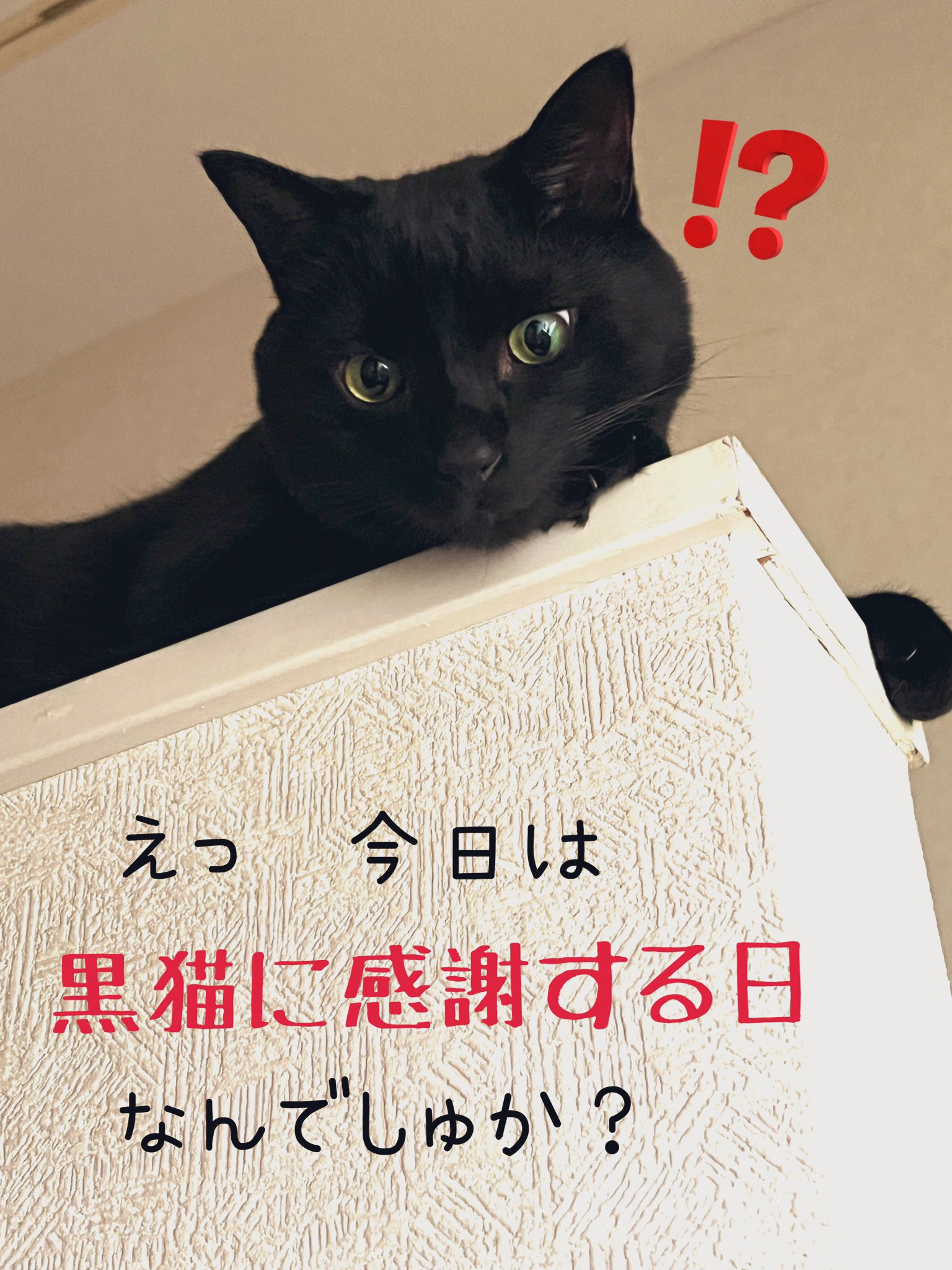 黒猫 Amazon | JXK 1/6 中華田園猫 4.0 cat ネコ好き プレゼント